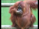 Female Orangutan uses her hair as a sponge or absortion tool