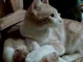 saludo de mis gatos