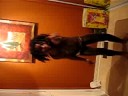 ackee and shellz show