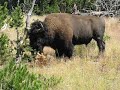 Bison-H&R