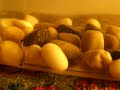 Triops Triops