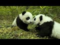 Jack Black Speaks for Pandas
