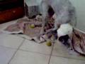 Antiguo Perro Pastor Inglés video
