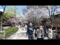 京都桜 祇園事故 電柱に衝突した瞬間の衝撃音 Steadicam