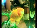 China Fish China Fish