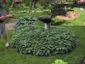 A Garden For All Seasons:  The Hosta Emergence, Part 2