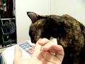 Mystery Chomps on Fingers Mystery Chomps on Fingers