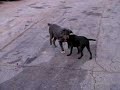 Mine is BIGGER than yours.  The Junk Yard Dog