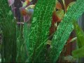 My fish tank