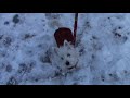 Swiffer in the Snow Swiffer in the Snow