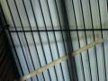 videos de Zebar Finch