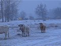 Nieve en Alameda- 2008-03-23