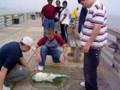 galveston fishing pier 2