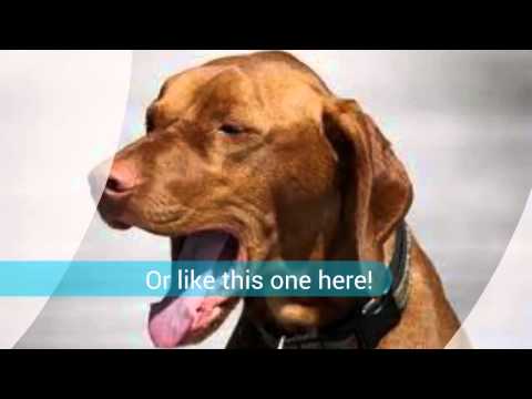 how to relieve kennel cough symptoms