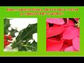 Christmas floral arrangements
