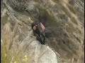 California Condor Cleaning Itself California Condor Cleaning Itself