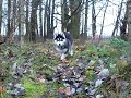 siberian husky weibchen von asti langhaarig