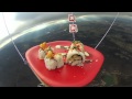 Sushi Launched Into Space