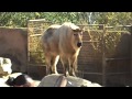 MONKEY BUTT