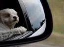 Lucy la loba air in the wind.