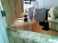 Kitten Jump Fail