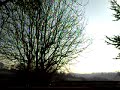 Chalford Walk  Feb 2008 (Part 9)