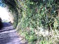Chalford Walk  Feb 2008 (Part 9)
