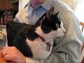 Demanding Cat
