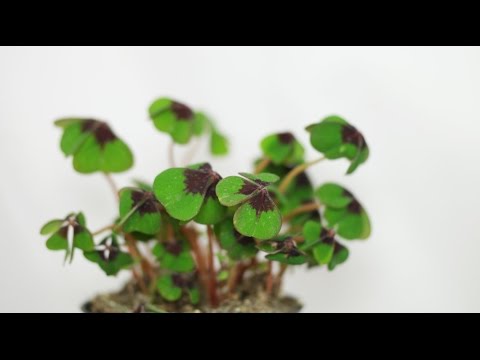 how to grow oxalis deppei