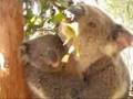 videos de Bonny Fire and her joey