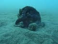 Coconut-Carrying Octopus