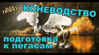 Black Desert (RU) - Как вывести пегаса. Готовимся к обновлению в bdo. Black Desert (RU) - Как вывести пегаса. Готовимся к обновлению в bdo.