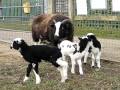 Sooty and her lambs Liquorice, Bertie and Allsorts