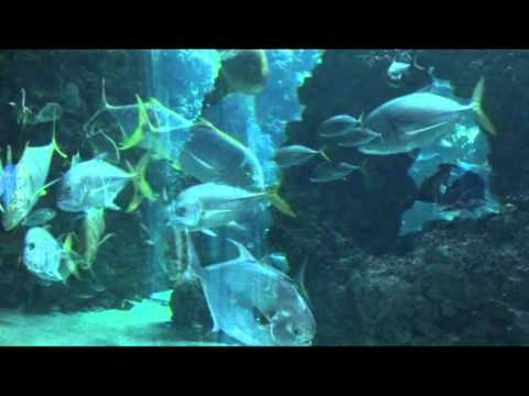 Monaco Musee Oceanographique