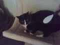 Mentalist Cat