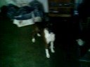 Boxer Chasing Flies