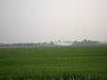 Spraying rice