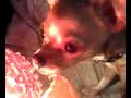 Awe cute little Chihuahua
