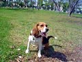 Phyto the beagle in \"Jumping Phyto\"