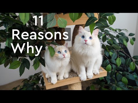 Why You Should Get Two Kittens Instead of One | The Cat Butler