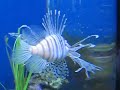 Parc Aquarium