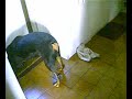Perra y su pelota nueva