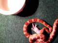 Snake bites mouse in half !!graphic!!