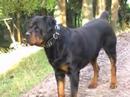 rottweilar
