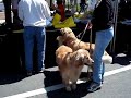 Pretty golden retrievers Pretty golden retrievers