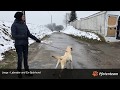 Jorge Labrador Retriever - sucht ein neues Zuhause