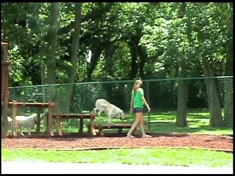 White Lab on the Obstacle Course at WagsPark Cincinnati