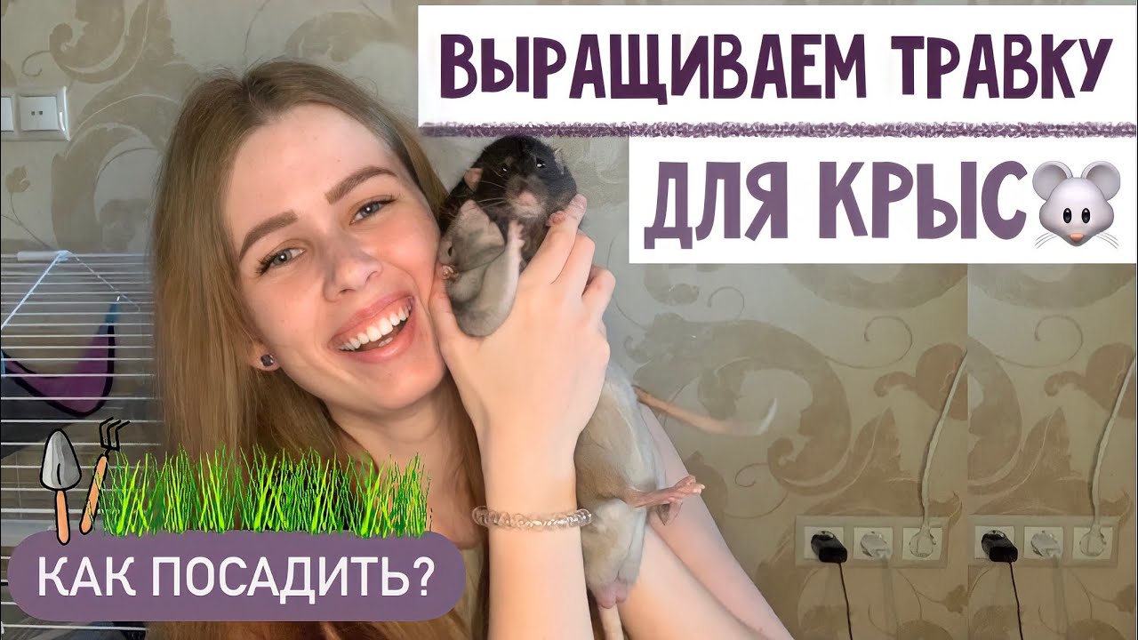 КАК ВЫРАСТИТЬ ТРАВКУ ДЛЯ КРЫС/ГРЫЗУНОВ В ДОМАШНИХ УСЛОВИЯХ 🪴