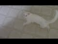 my cats
