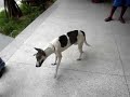 Acupuntura Veterin�ria